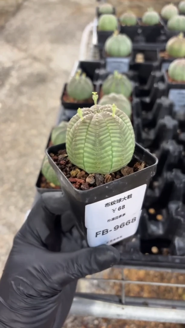 布纹球大戟FB-9668