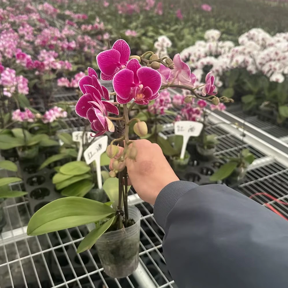 【聚缘溪】红酒蝴蝶兰3.0加高杯