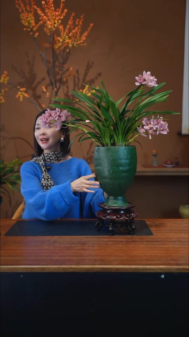 全部花朵樱花盆景盆景