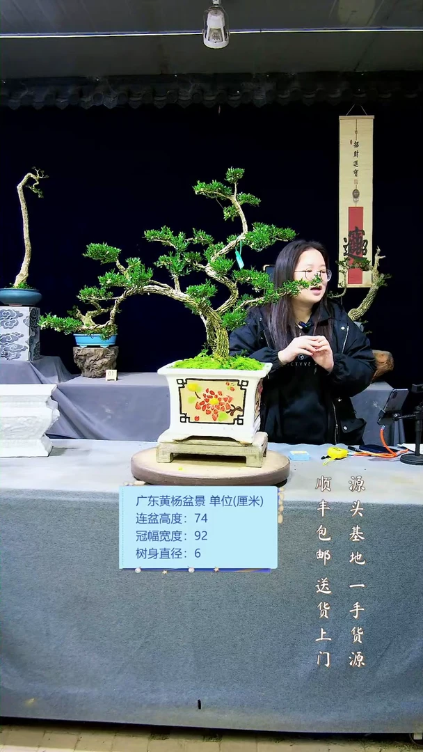 【闪购商品】黄杨盆景黄杨盆景