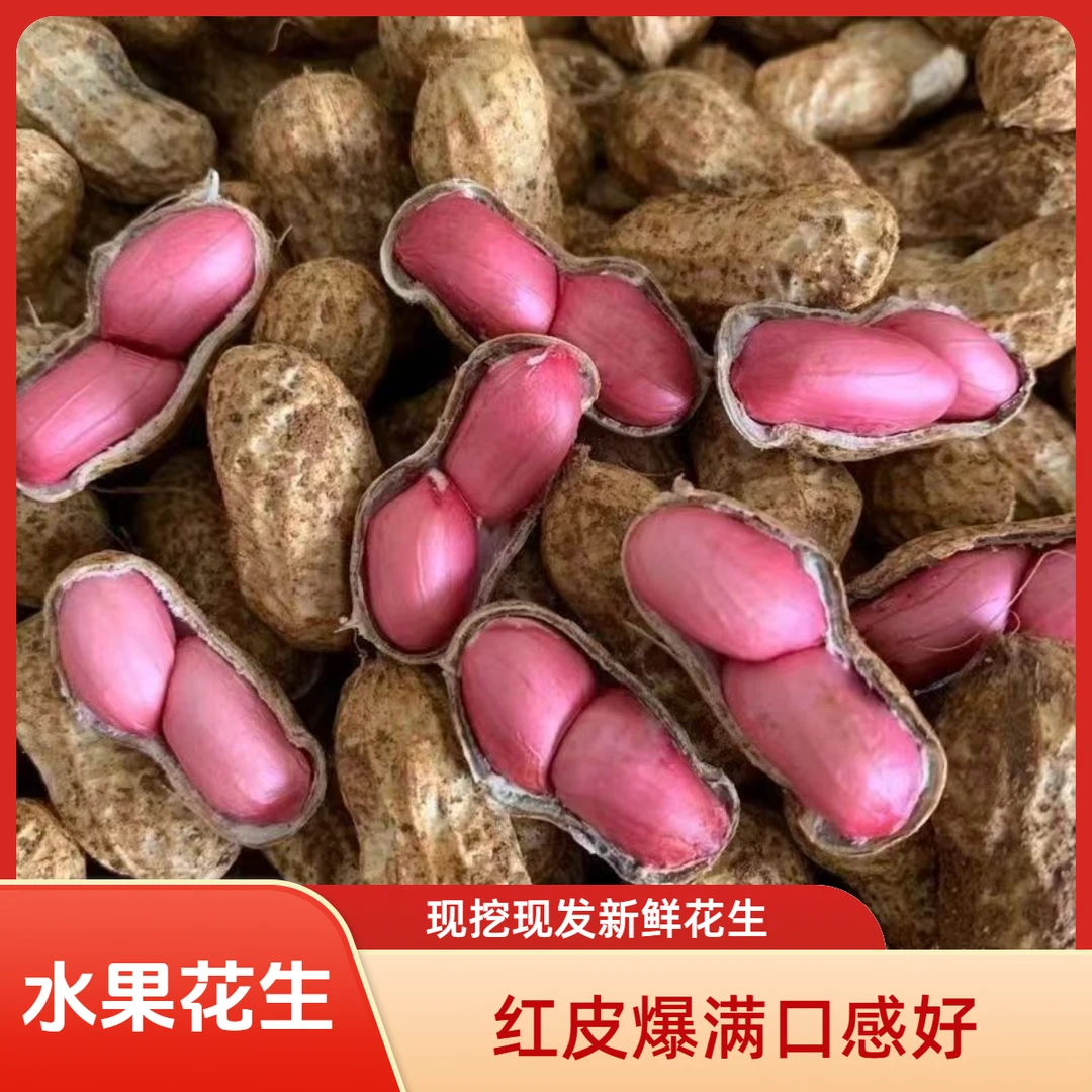 水果花生河南新鲜红皮花生带壳湿花生农家自种红衣花生水煮生花生