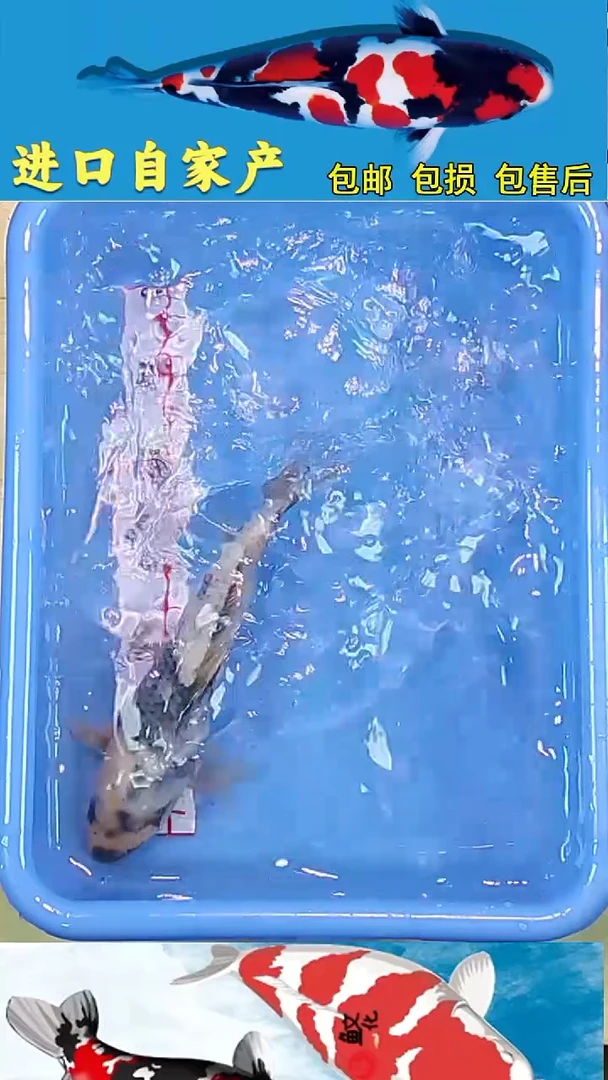 锦鲤2025/12 /28悦鲤阁甄选锦鲤--63