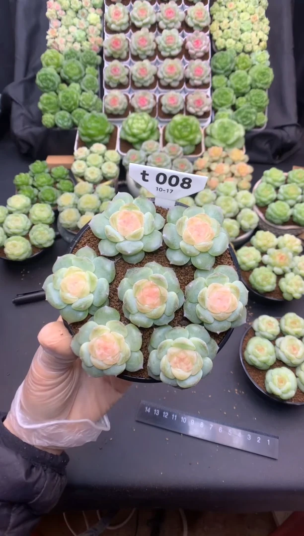 t008 七颗组合 脱土发 133