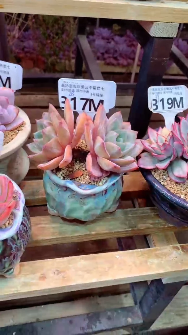 317M  (一物一拍实付满28发货，默认不带盆土）