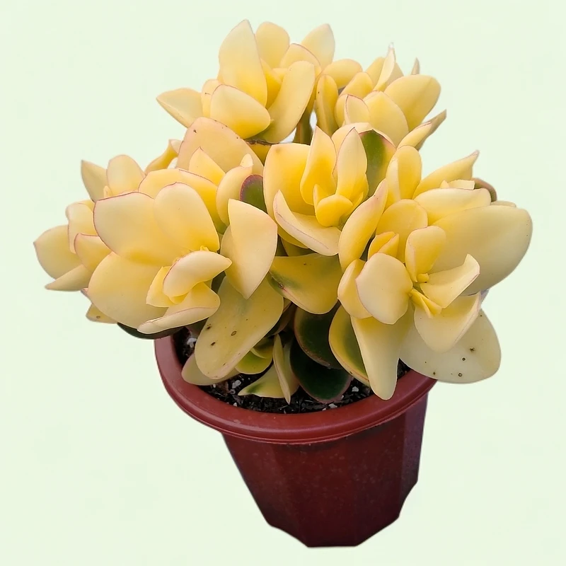 落日之艳花月多肉植物稀有老桩室内绿植盆栽净化空气好养