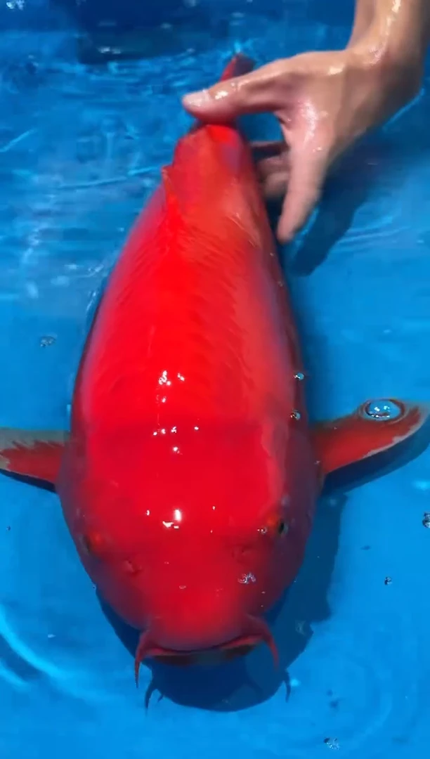 锦鲤佛山金隆锦鲤直播专用闪购链接，不支持7天无理由退货退款