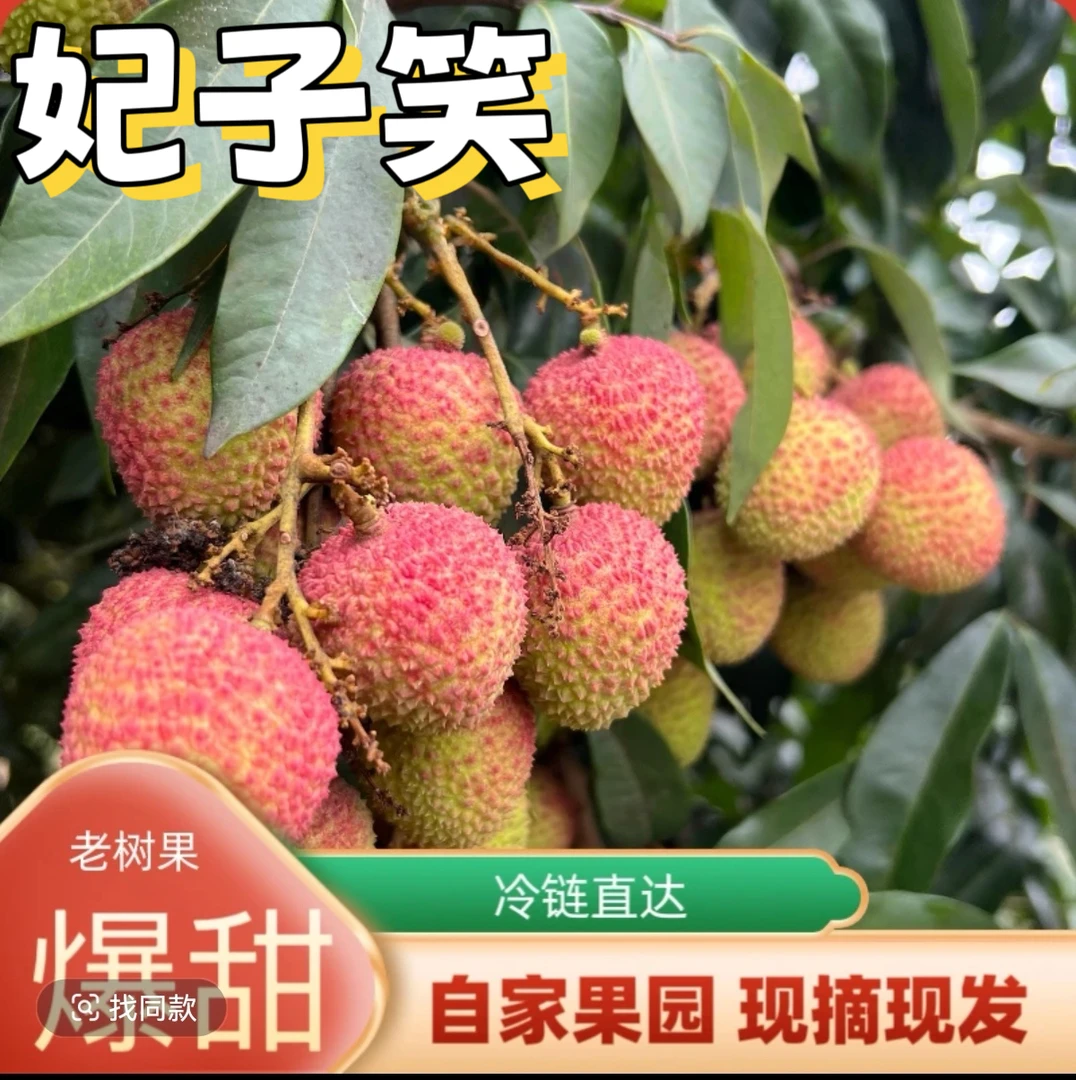 当季新鲜荔枝妃子笑现摘现发清甜可口冷链到家坏果包赔