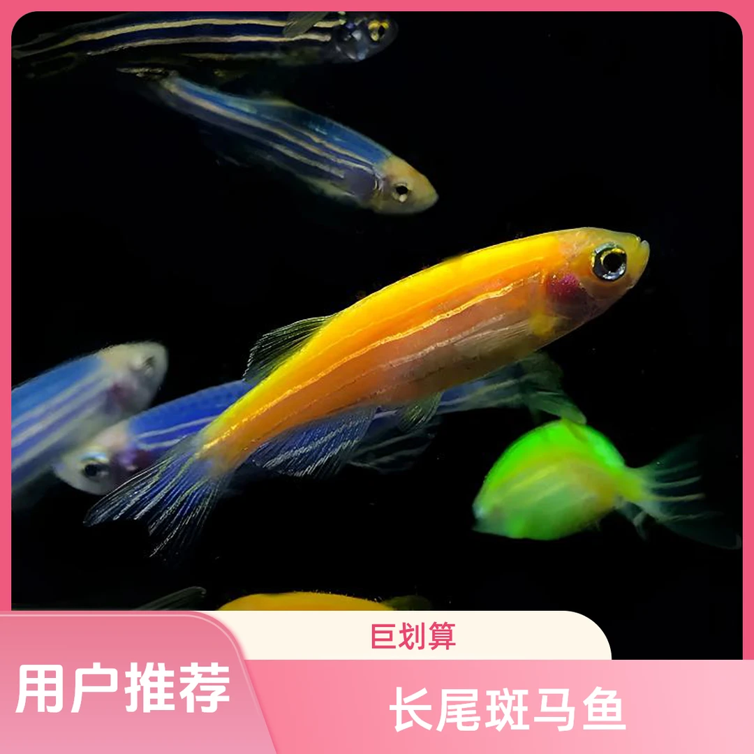 长尾斑马鱼观赏鱼热带淡水鱼好养活适合新手