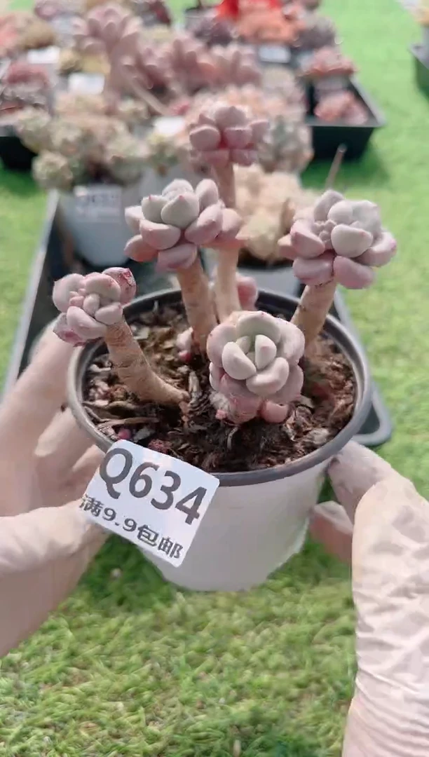 【闪购商品】梦会多肉一物一拍