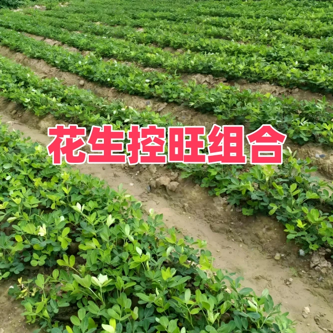 {控旺组合}花生旺长组合一套30斤水叶面喷打叶面肥