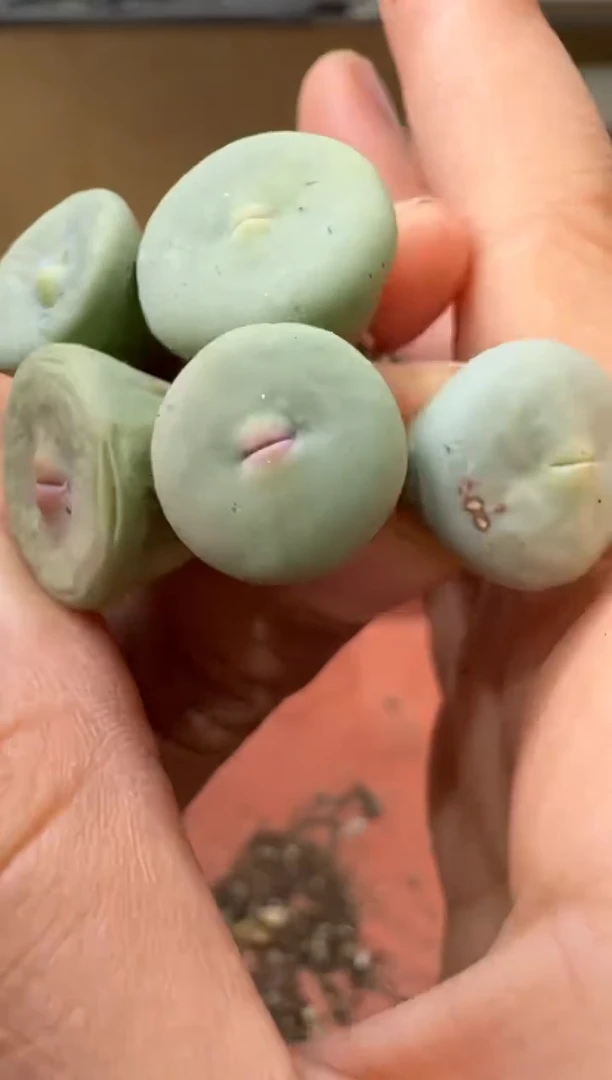 半**光14-172多肉植物肉锥