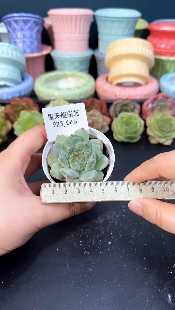 925-066青山（冠幅5cm）