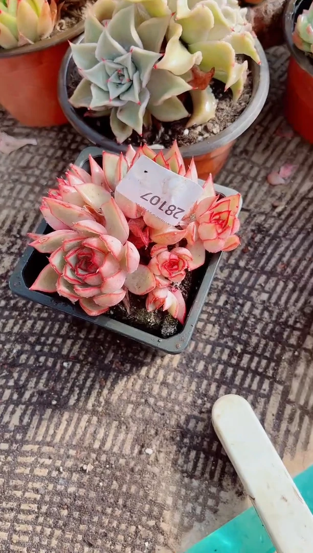 y**?跃跃精品多肉28107