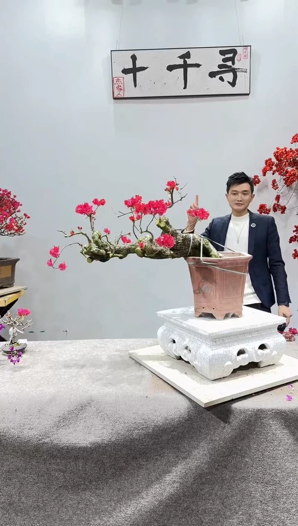 完全开放四季红三角梅