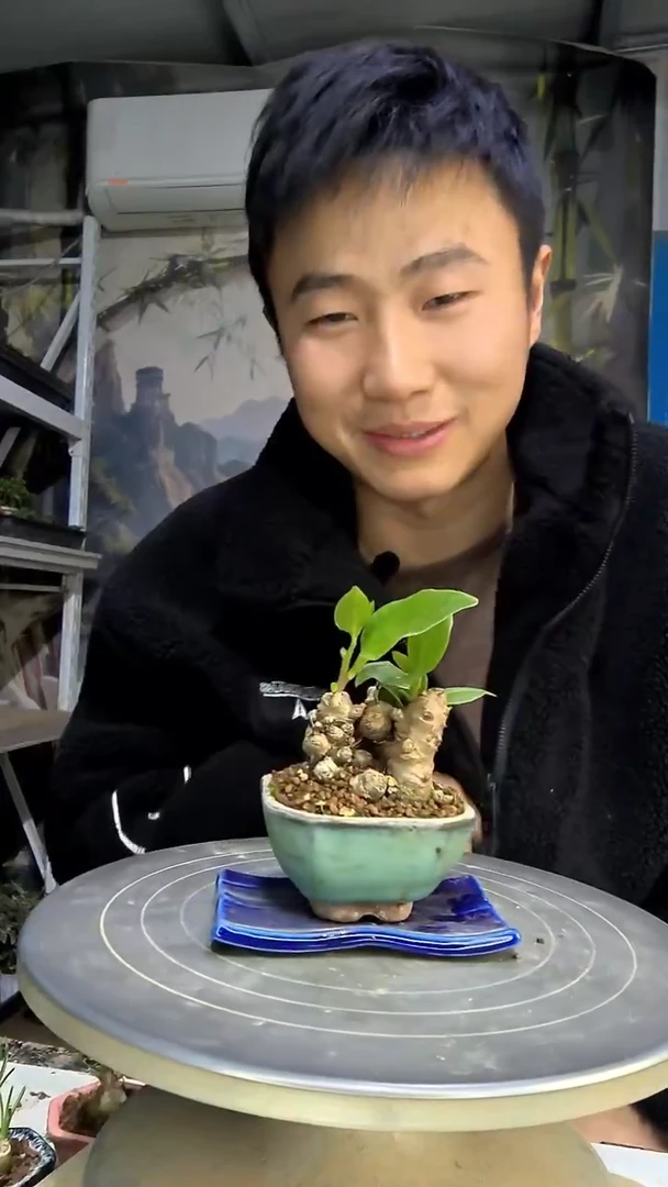 般*林中青园艺一物一拍花174