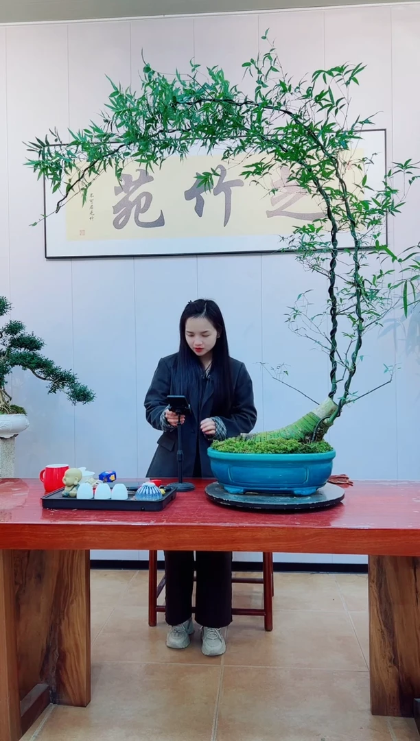 【闪购商品】绿植簕竹盆景