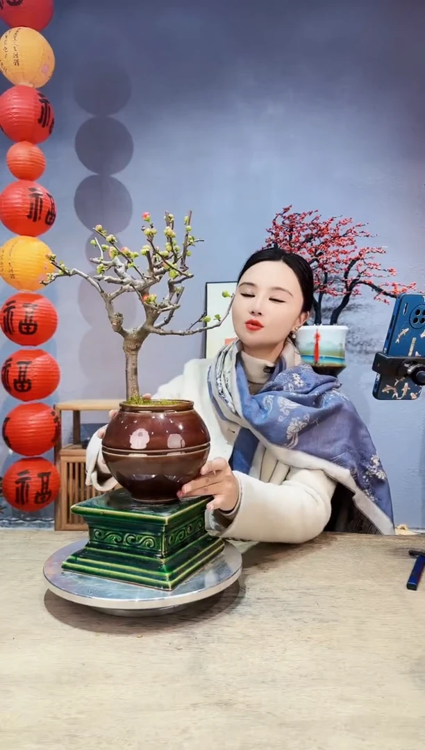 【闪购商品】盆景海棠 长寿冠