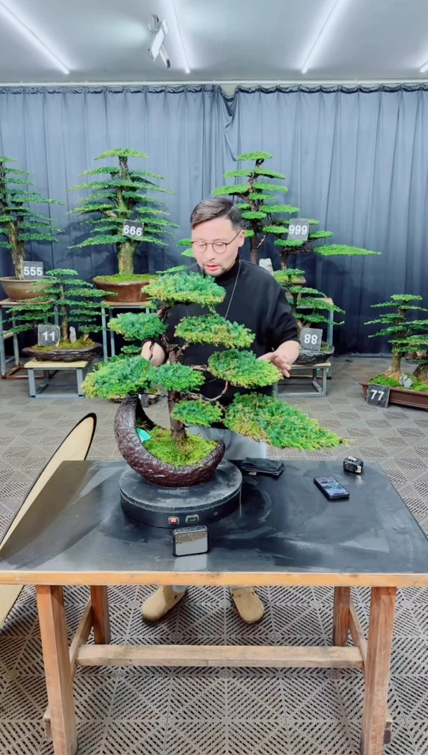 无花朵盆景..........