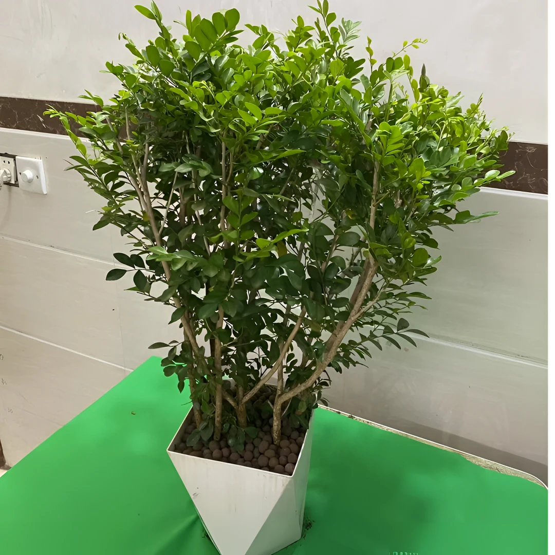 【60-80cm】九里香多珠盆栽老桩大颗室内四季好养驱蚊植物净化空气