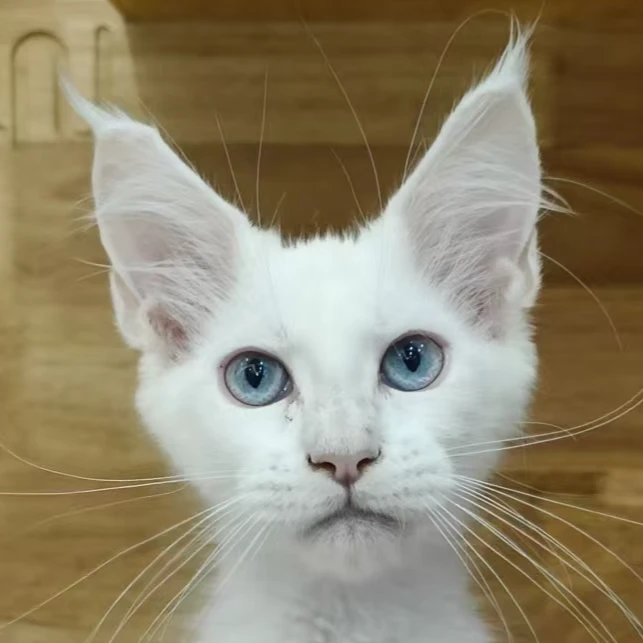 来了姊妹-白蓝眼缅因猫-弟弟-14