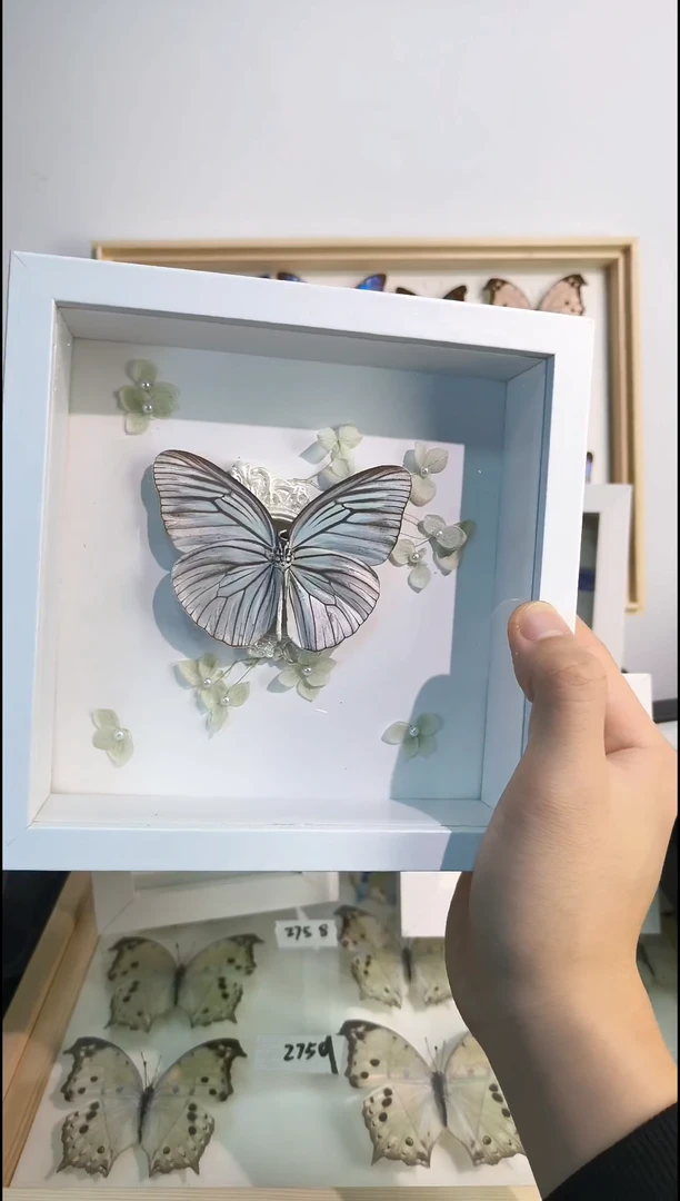 真蝴蝶标本展翅品一图一物相框福利