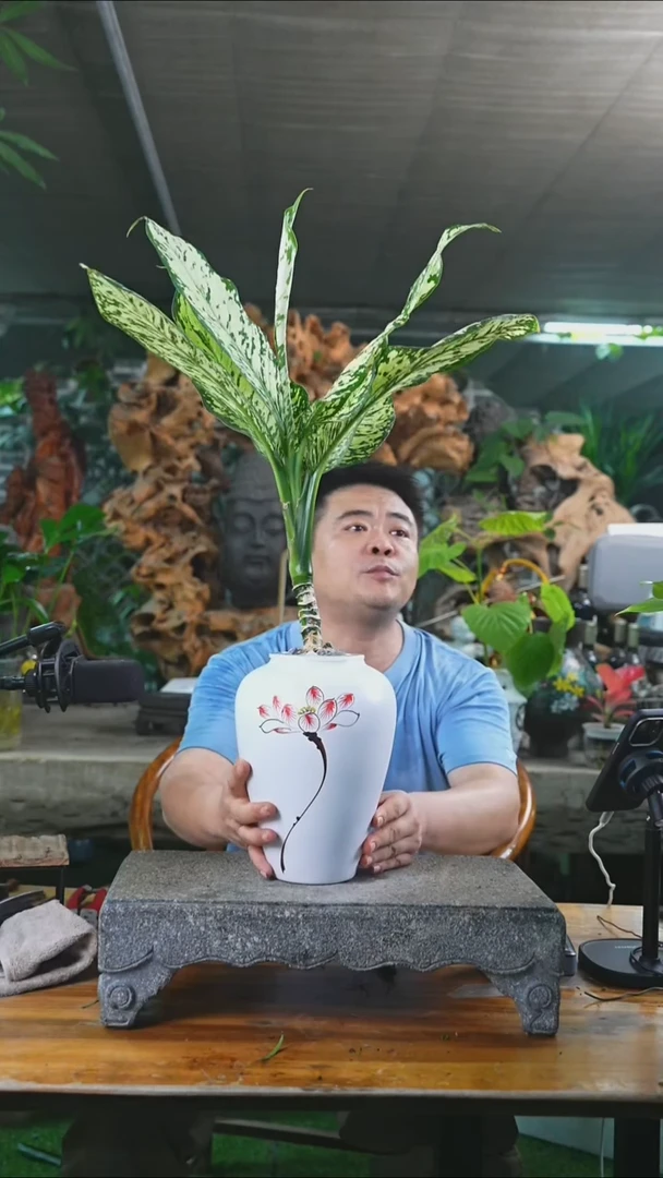完全开放暴风雪238+