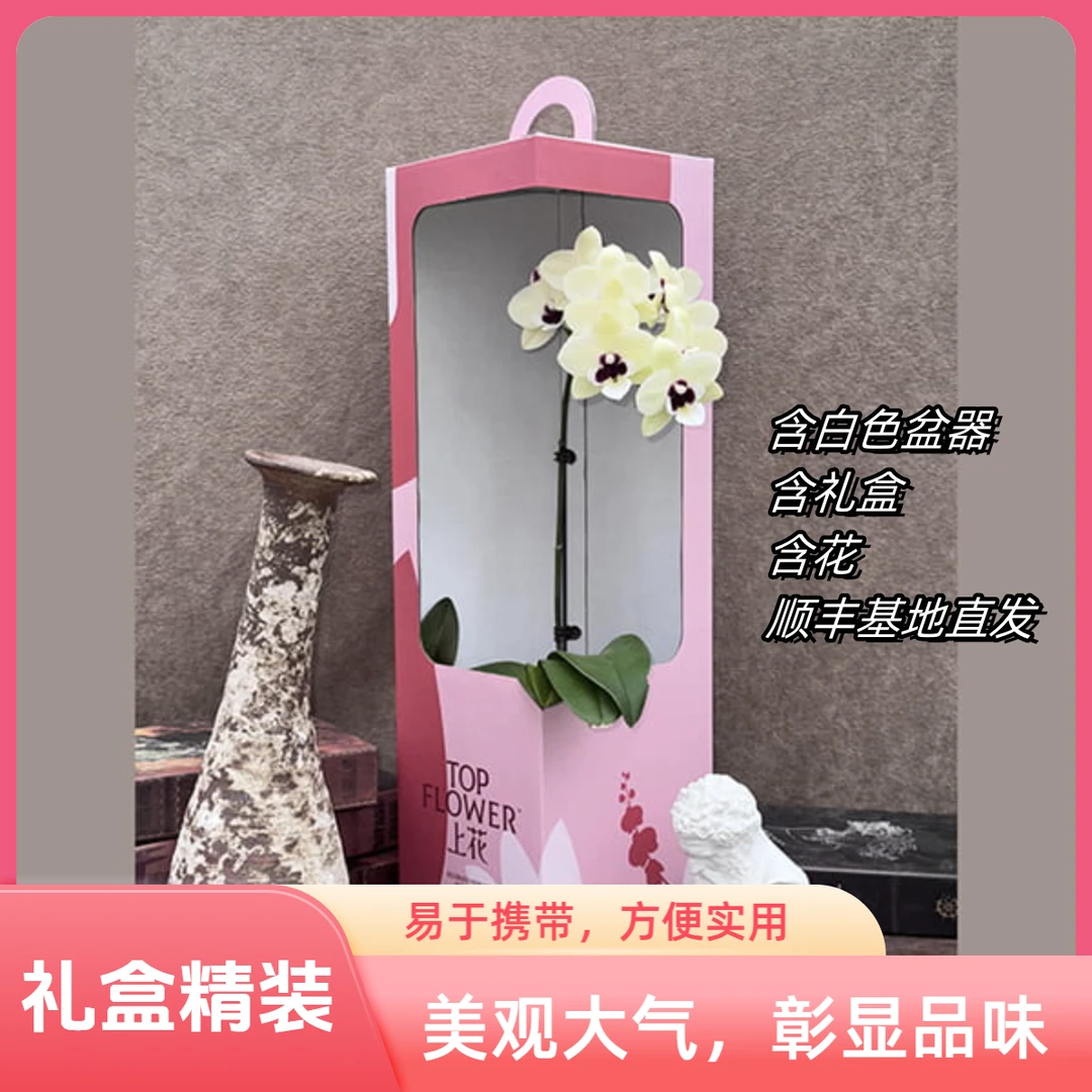 TOP FLOWER/上花蝴蝶兰开花苗礼盒精装 随机品种-黄绿色系 中小花