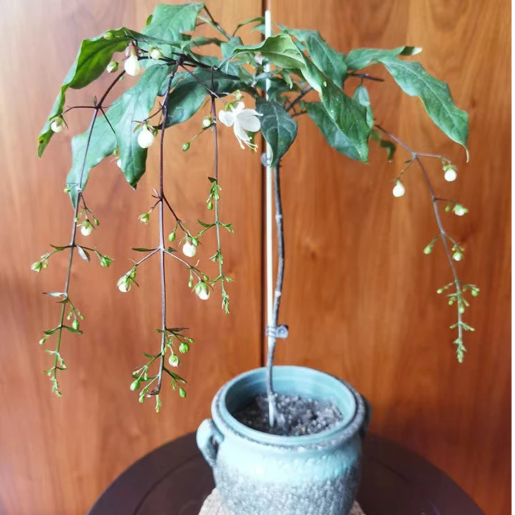 泰国进口垂丝茉莉摧花套餐室内 阳台 高档花卉独杆棒棒糖四季开花