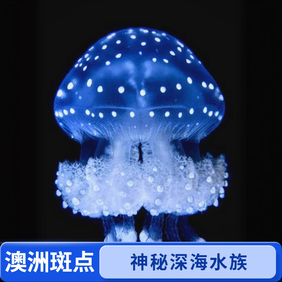 活体澳洲斑点治愈系流动星辰套装深海精灵水母网红爆款水母
