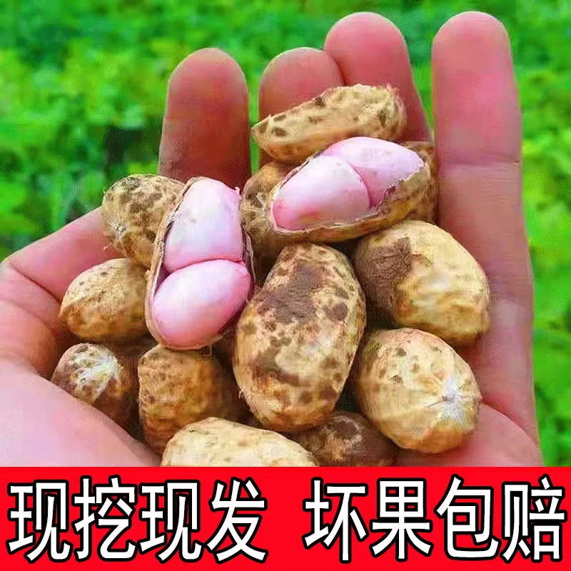 四川天府粉皮花生露天种植现挖现发新鲜带泥带壳湿花生