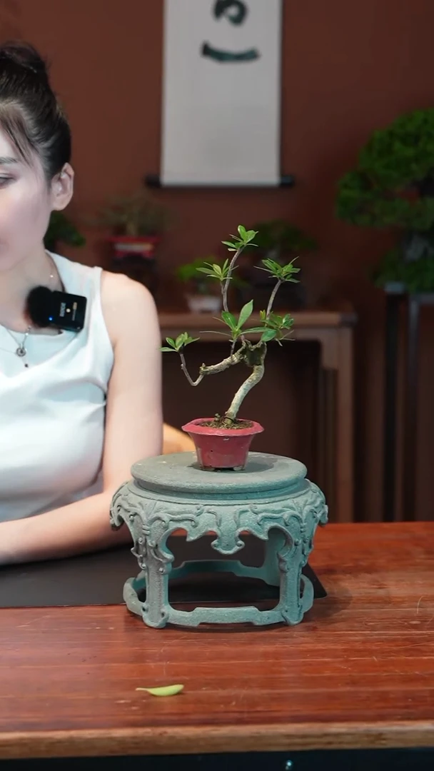无花朵栀子花盆景盆景盆景