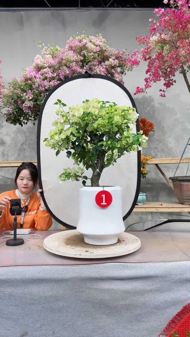 【闪购商品】盆景绿叶樱花
