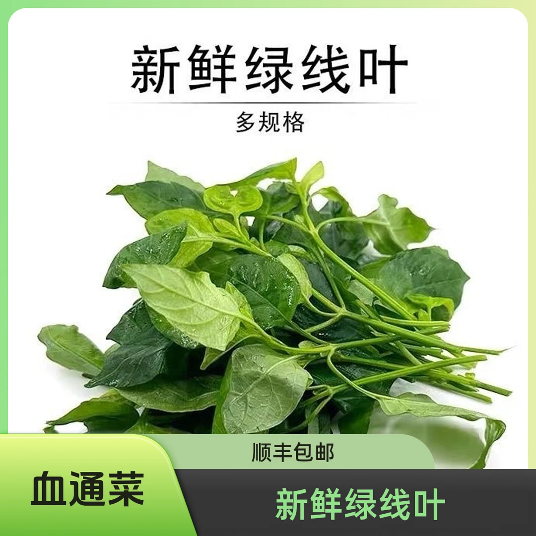 新鲜绿线叶血通菜绿线苗 现摘野菜餐厅农庄火锅上汤食用四季蔬菜