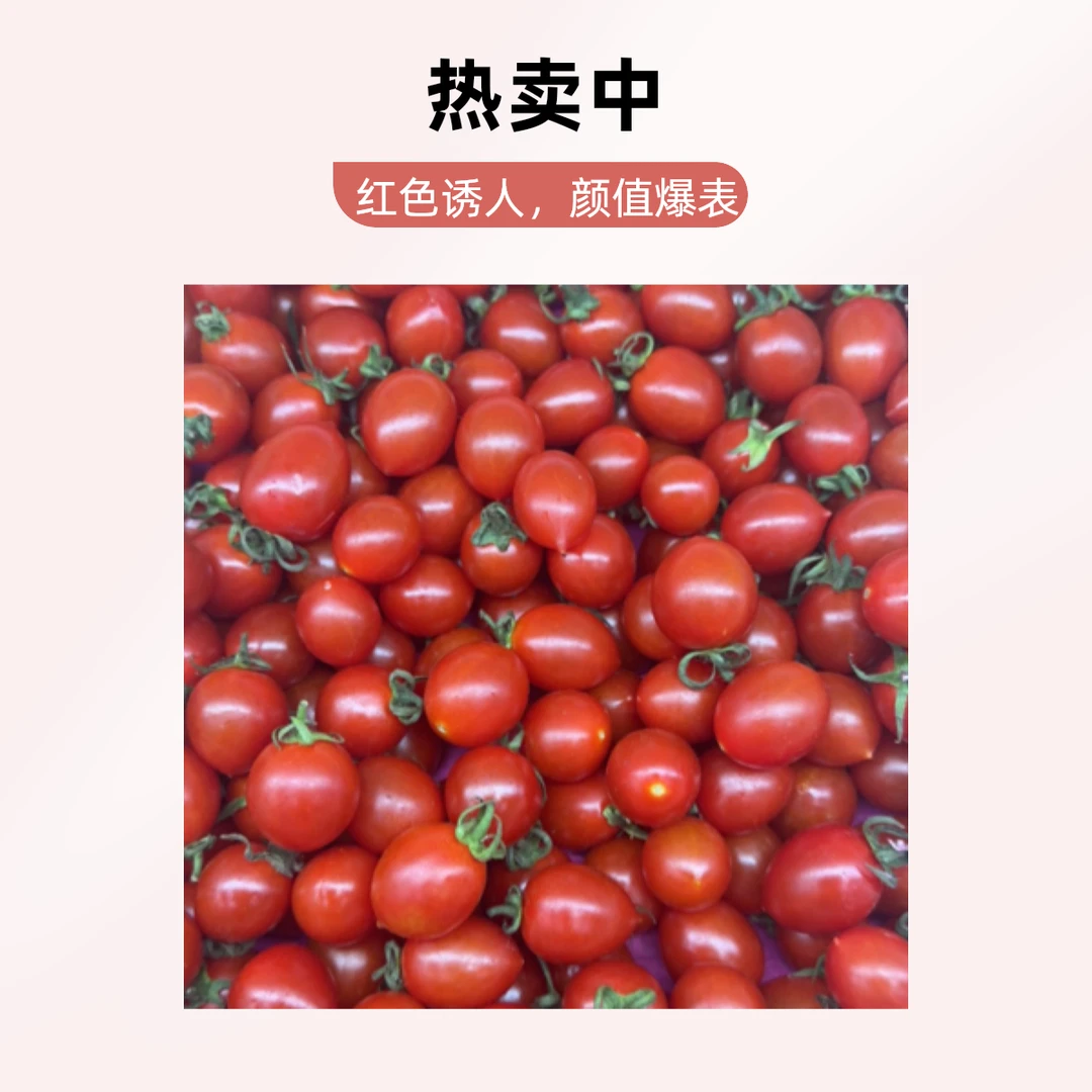 【精品】千禧小番茄约500g番茄同城送千禧圣女果