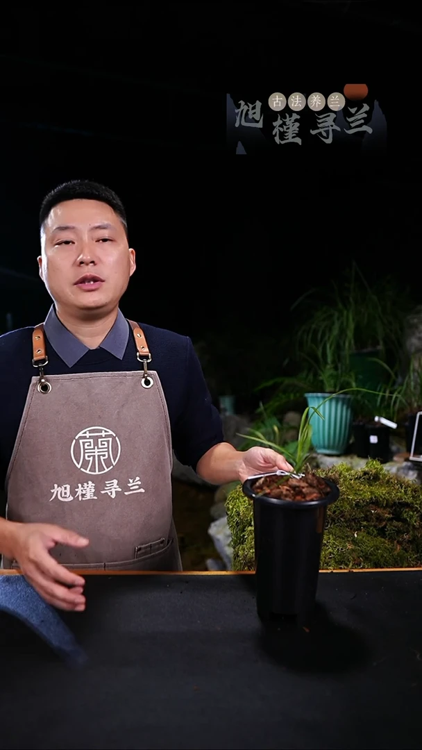 完全开放T****生蕙兰-中透艺草（前垄苗），内部价