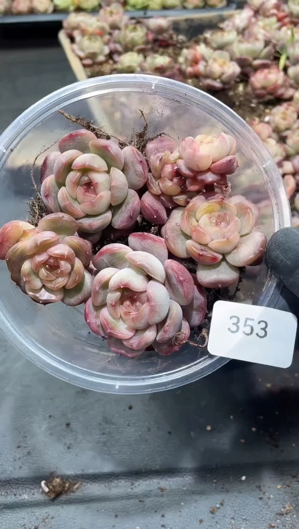 353红色恋人     量拍