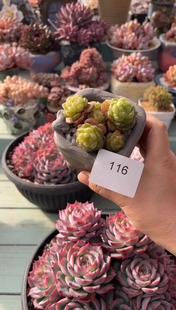 刺***比116群生灯泡珍妮多肉