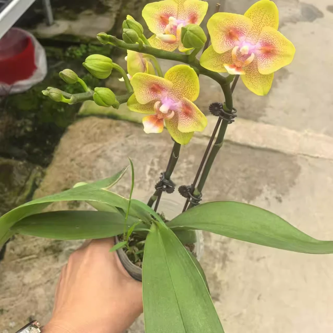 【海绵宝宝】蝴蝶兰基地组盆易养活