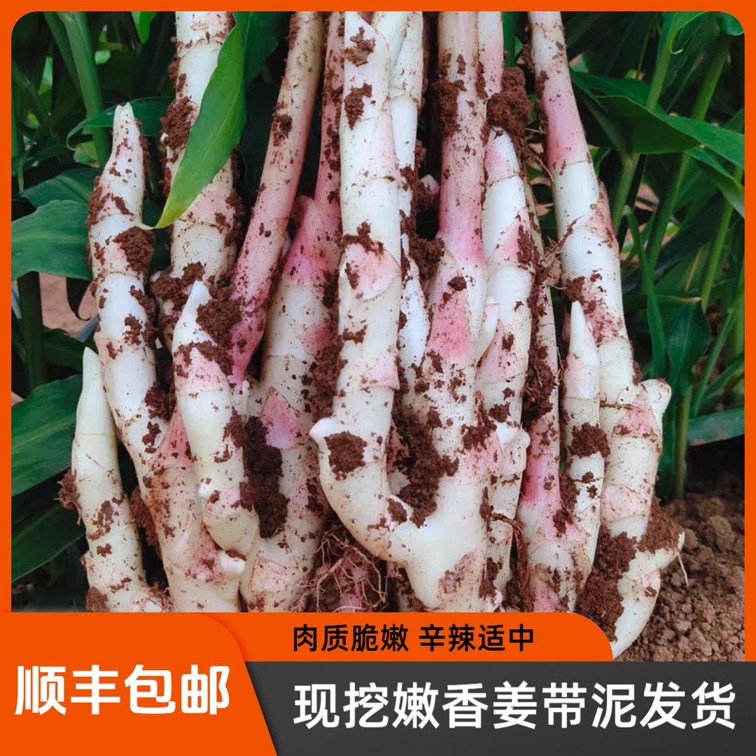 【顺丰包邮】湖南新鲜永州香姜子姜嫩姜现挖带泥发货