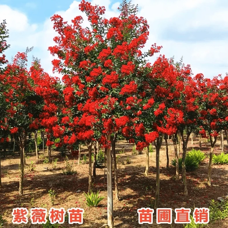 精品美国双色红火箭紫薇常年开花花量大耐寒耐旱庭院别墅景观风景