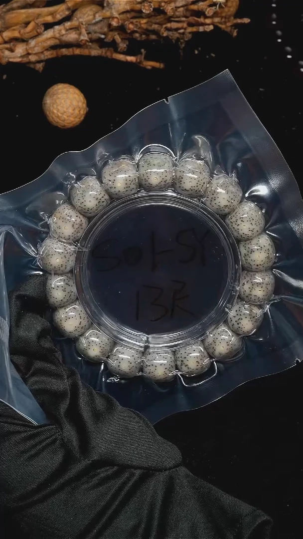 手串星月菩提13*12丹凤眼针尖星-S01-SY