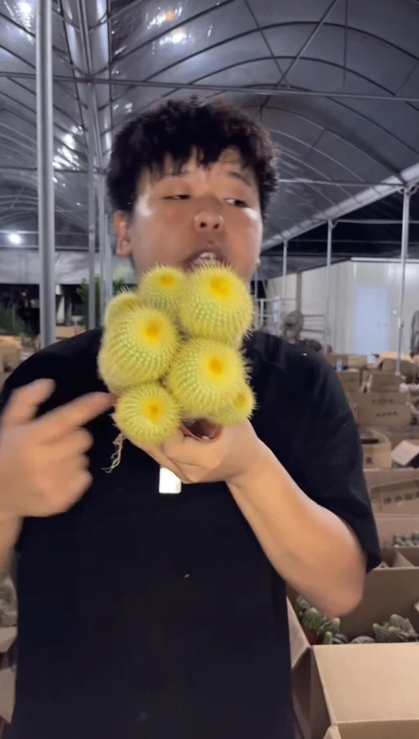 金丝猴 群生【带根】