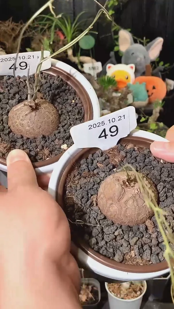 49号1021福利特价南非龟甲龙套餐