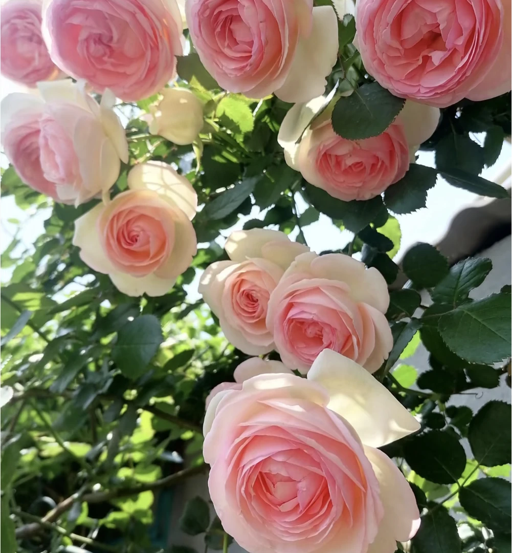 爬藤月季壮苗 阳台庭院盆栽地栽多季爬藤月季