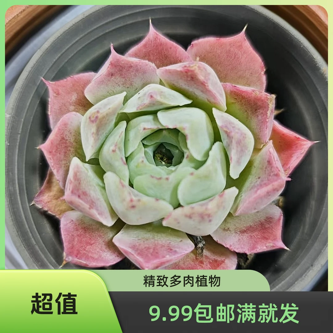 沁心(拼满10元包邮)多肉植物阳台露台办公室绿植植新手好养好活