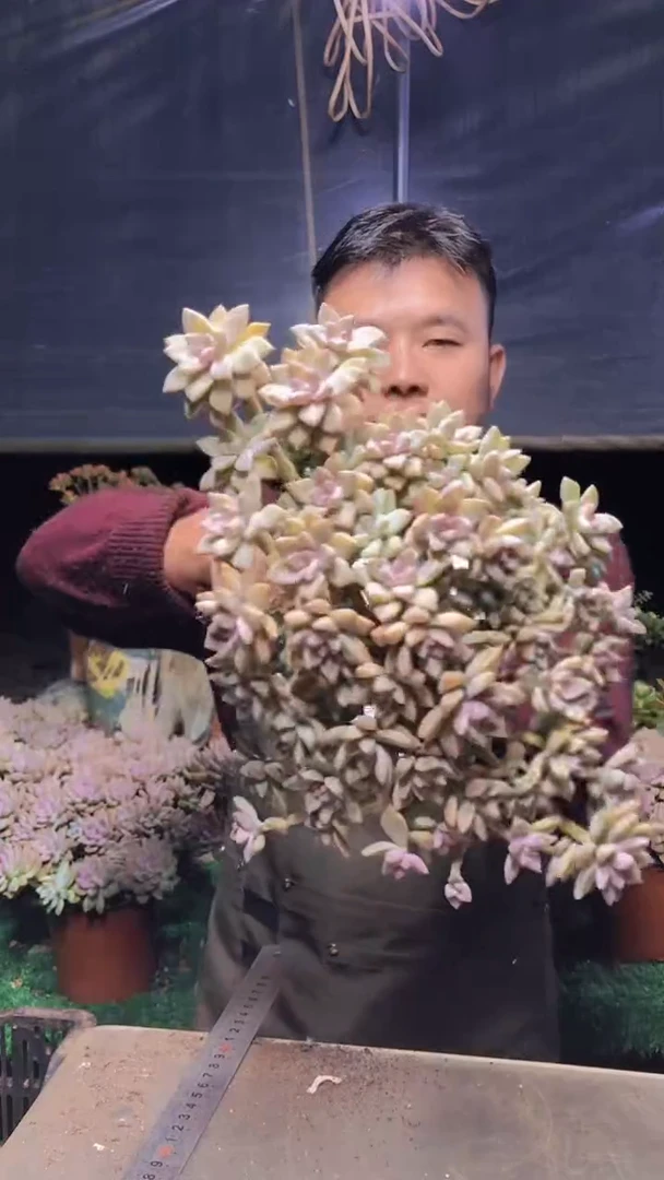 227雪缀化一物一拍