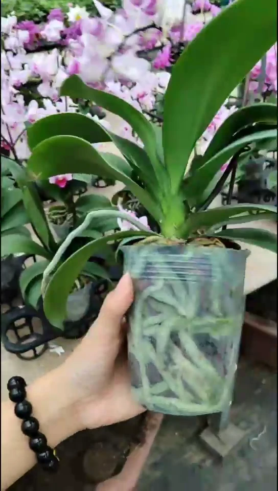 大部分花苞少量开放小雨福利价