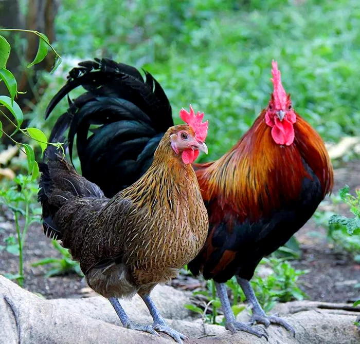 农家土鸡肉质紧实鲜美 包冰率不含冰