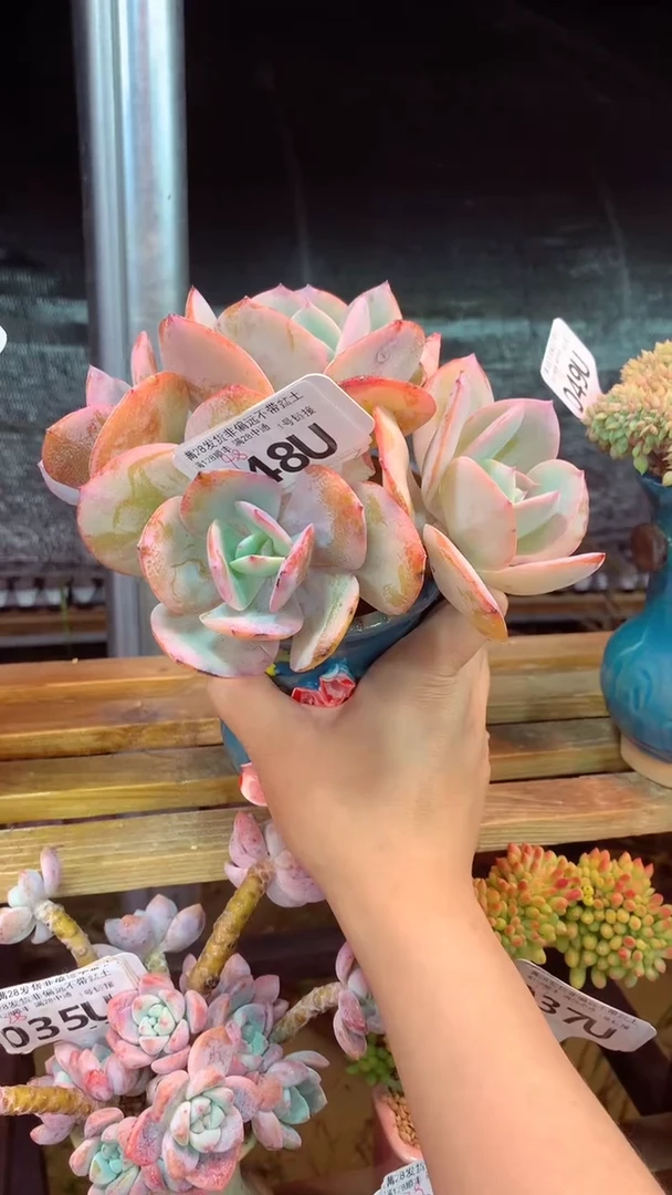 048U(一物一拍实付满28发货，默认不带盆土）