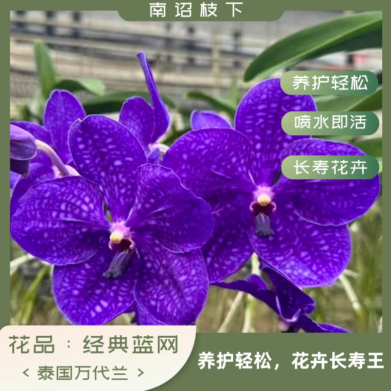 【南诏三级】泰国 BSJ 蓝网 万代兰 爆花量大，易养护！